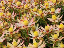 Leucadendron gandogeri ample pollen cones